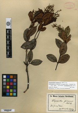 Forsteronia guyanensis image