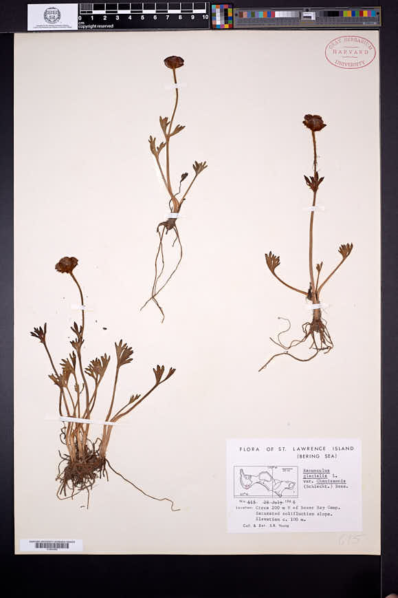 Ranunculus glacialis image