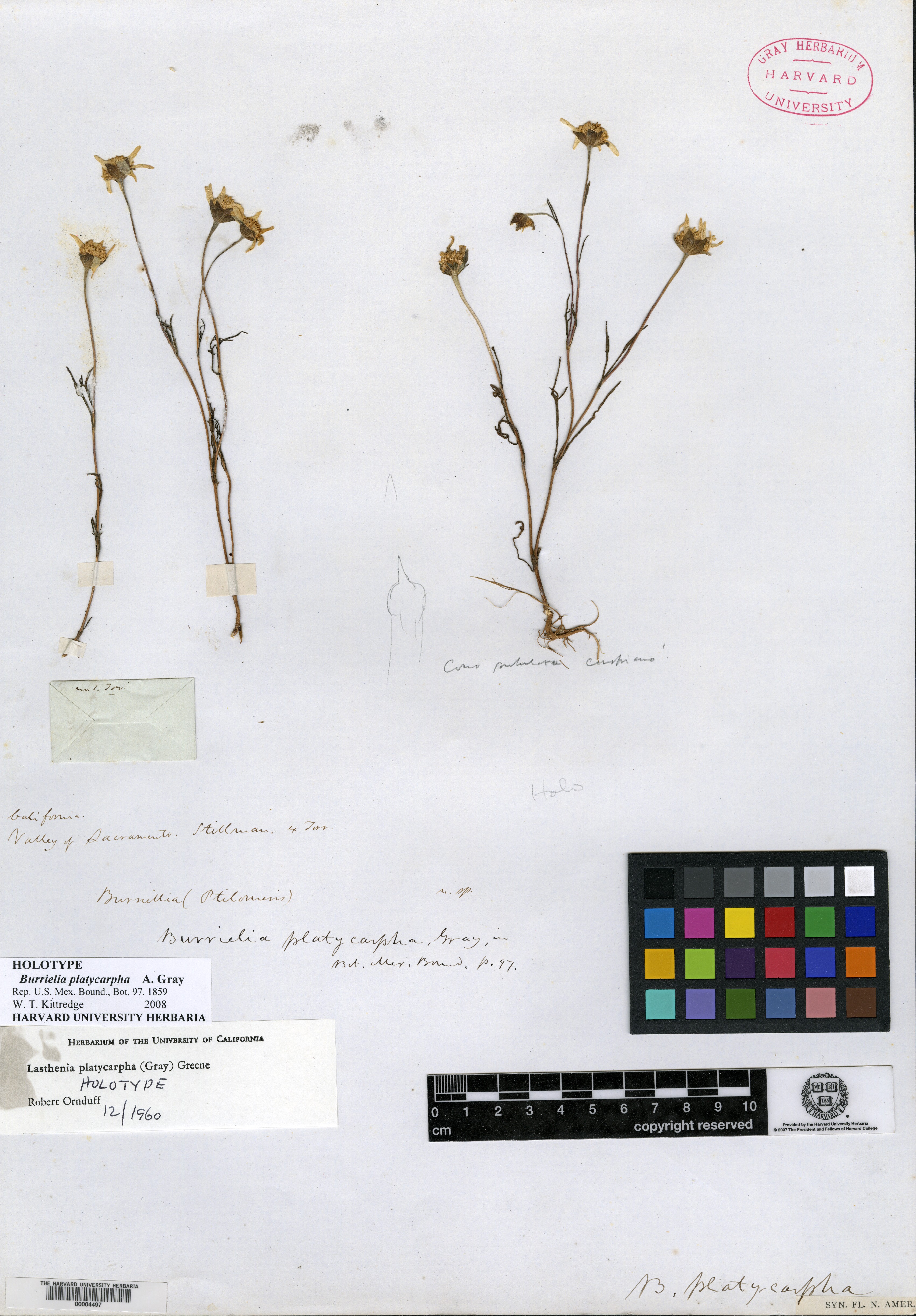 Burrielia platycarpha image