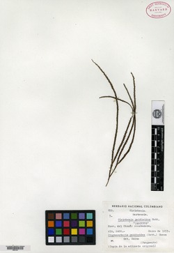 Sticherus gnidioides image