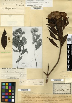 Austrocritonia taunayana image