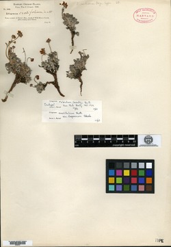 Eriogonum umbellatum var. covillei image