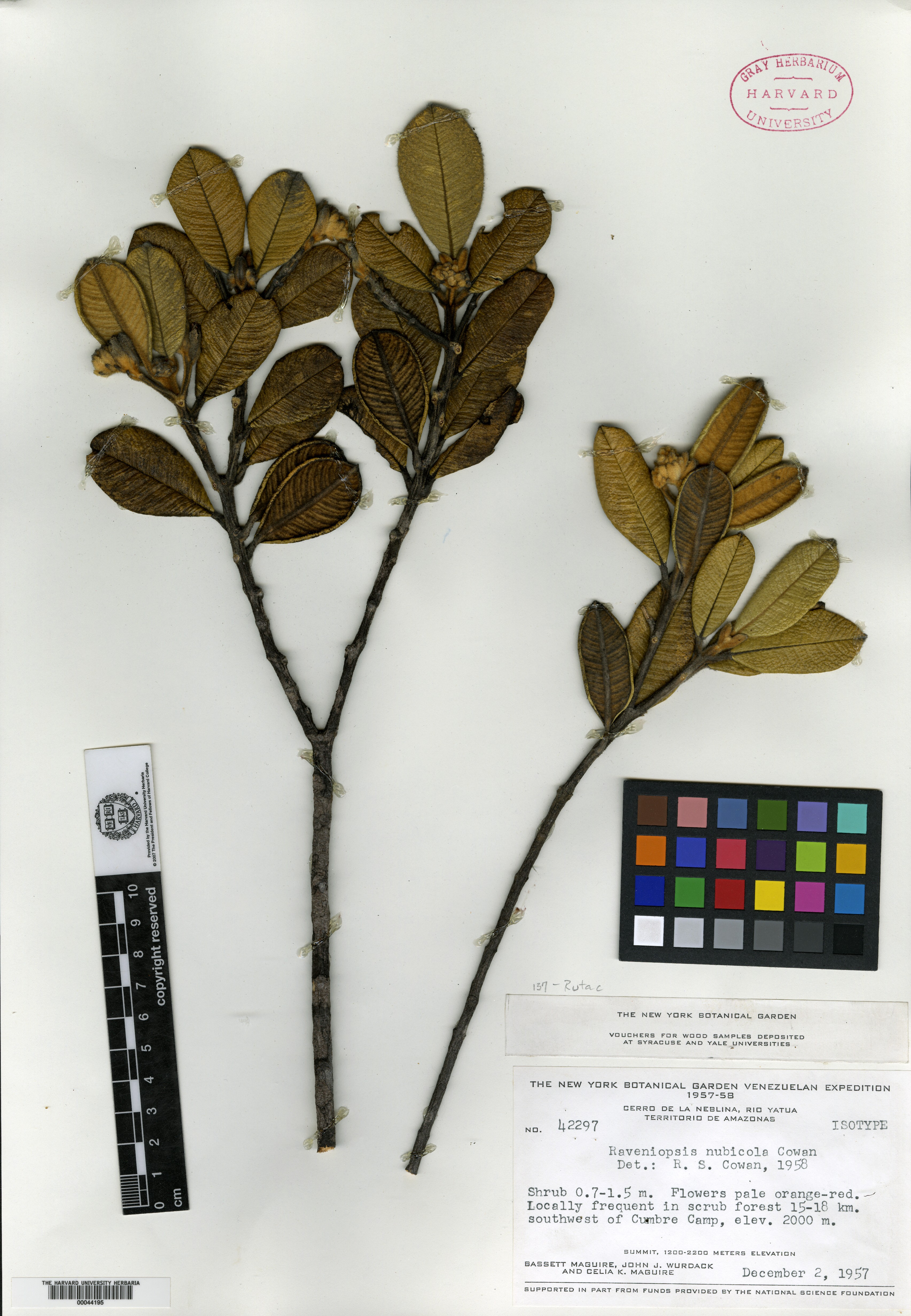 Raveniopsis nubicola image