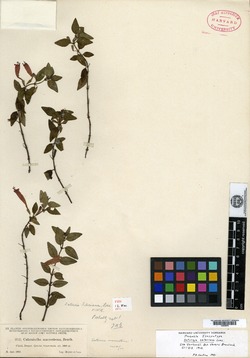Clinopodium selerianum image