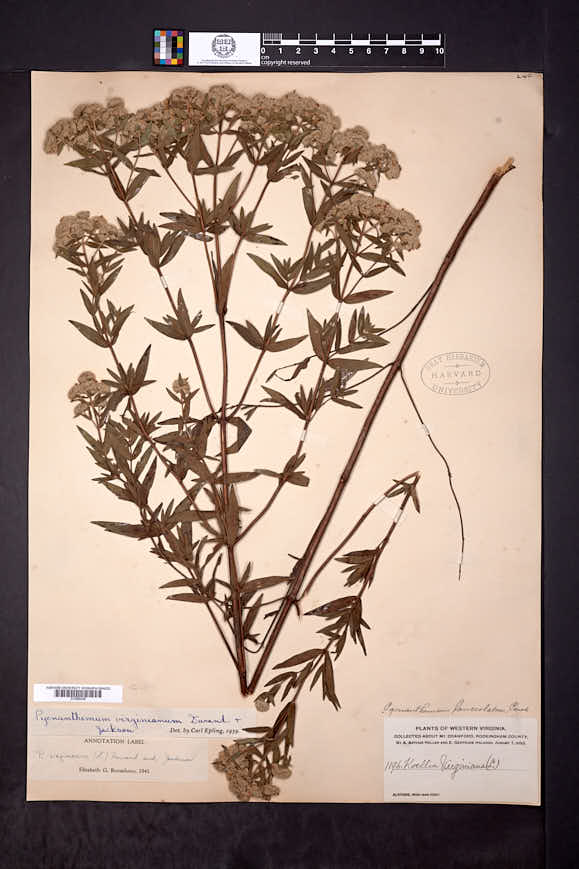 Pycnanthemum virginianum image