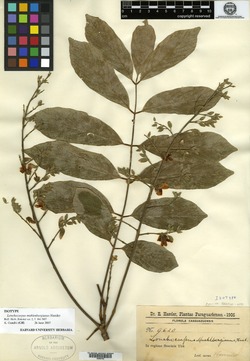 Lonchocarpus schiedeanus image