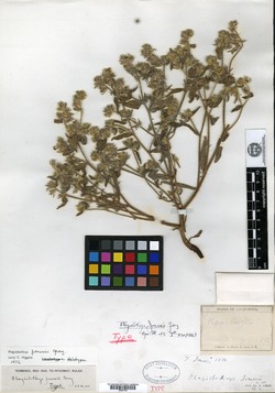 Plagiobothrys jonesii image