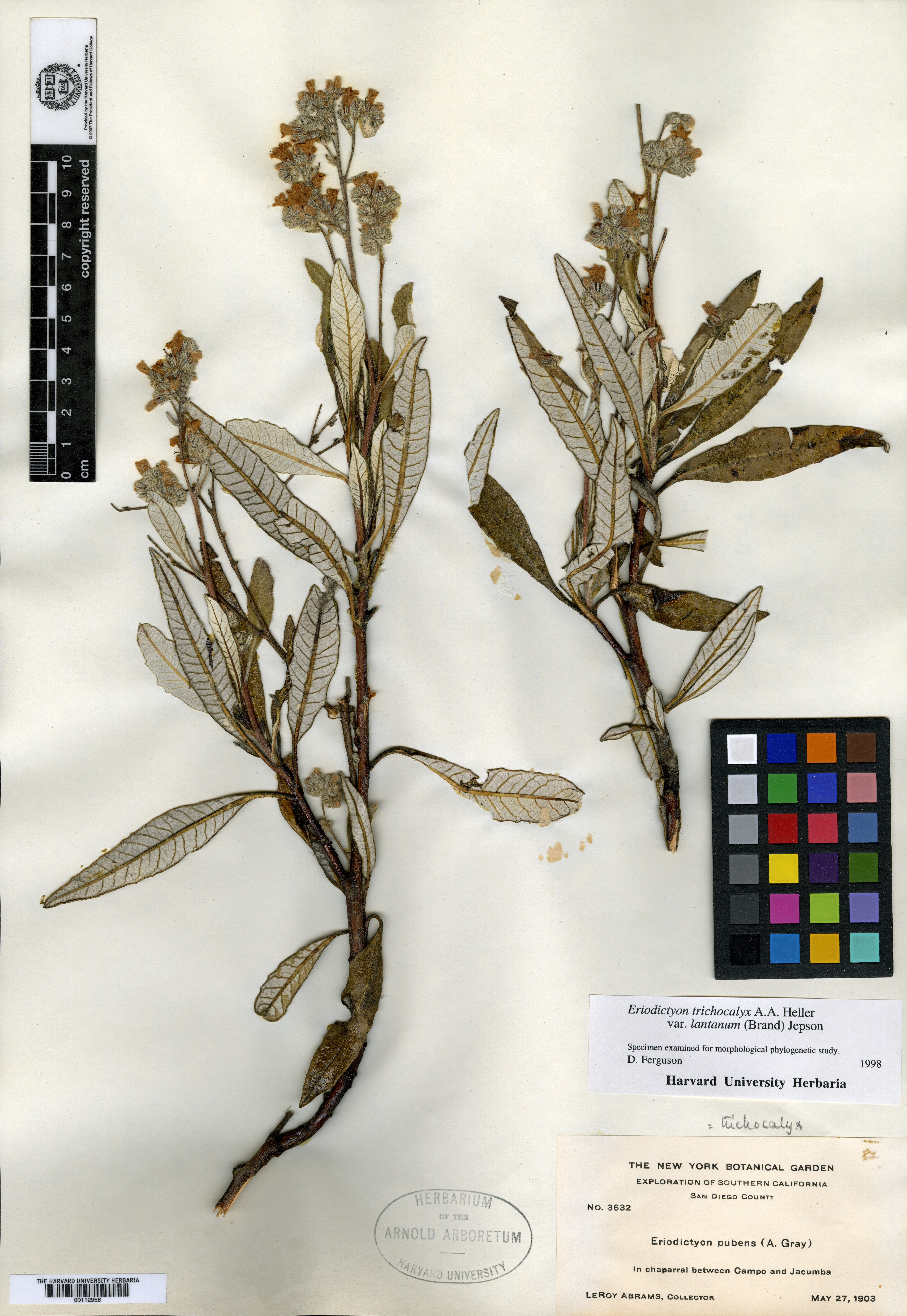 Eriodictyon californicum var. lanatum image