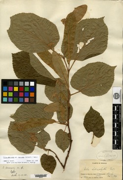 Tilia americana var. mexicana image