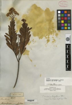 Baccharis brachylaenoides var. ligustrina image