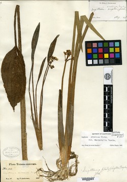 Sagittaria graminea var. platyphylla image