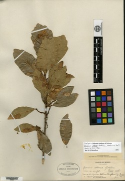 Quercus idonea image