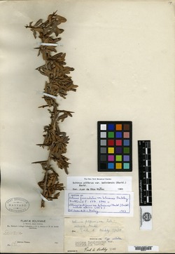 Schinus fasciculatus var. boliviensis image