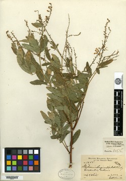 Meibomia variegata image