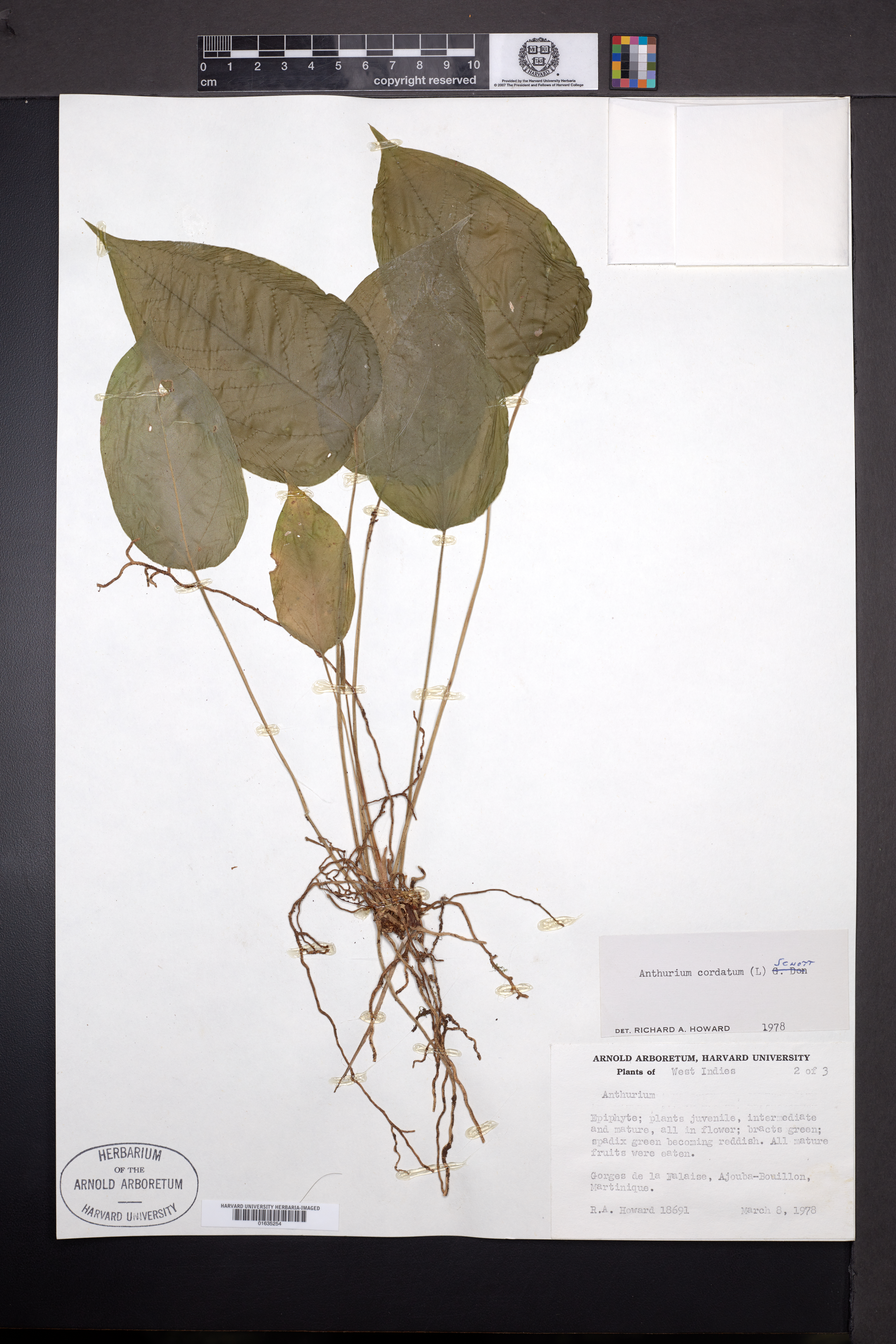 Anthurium cordatum image