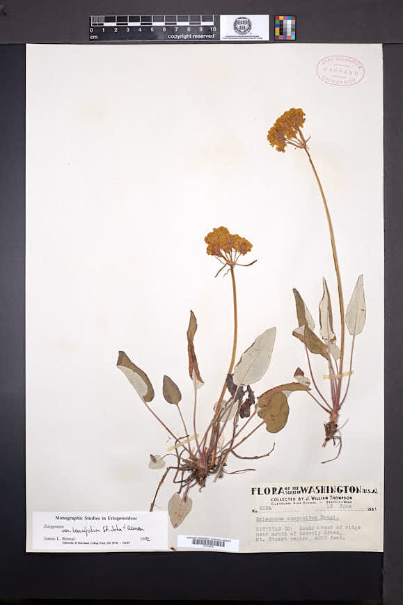Eriogonum compositum var. lancifolium image