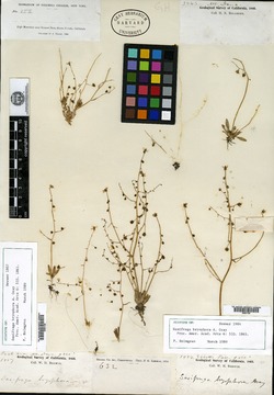 Saxifraga bryophora image