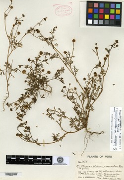 Chrysanthellum weberbaueri image