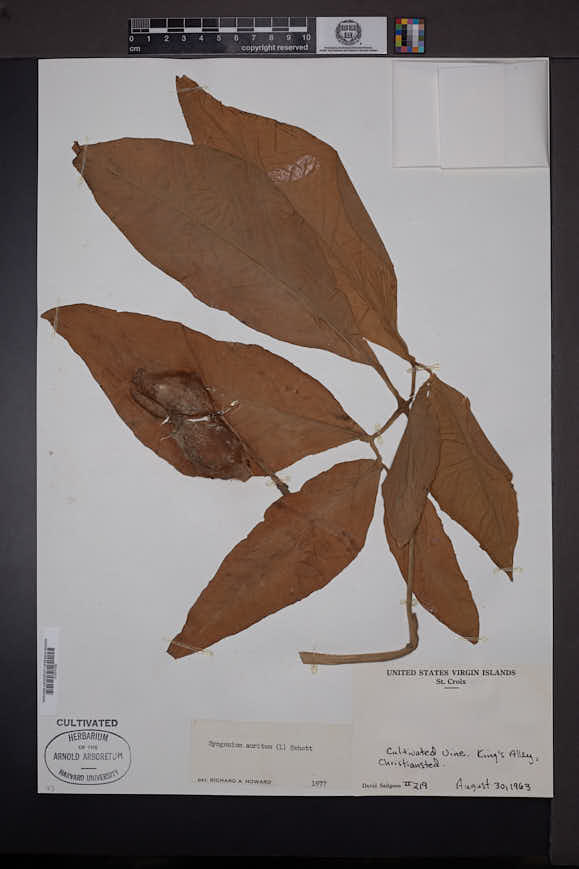 Syngonium auritum image