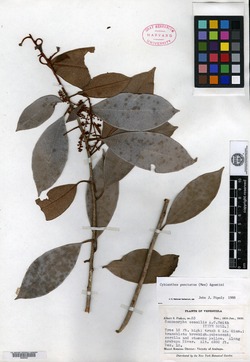 Cybianthus lanceolatus image