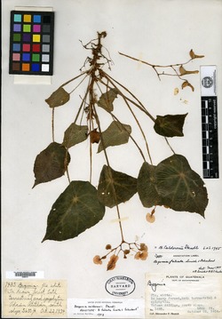 Begonia calderonii image