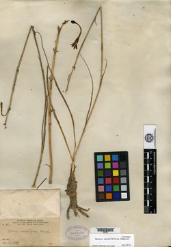 Polianthes sessiliflora image