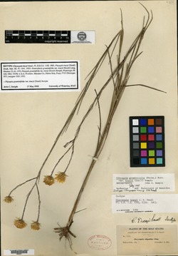 Chrysopsis tracyi image