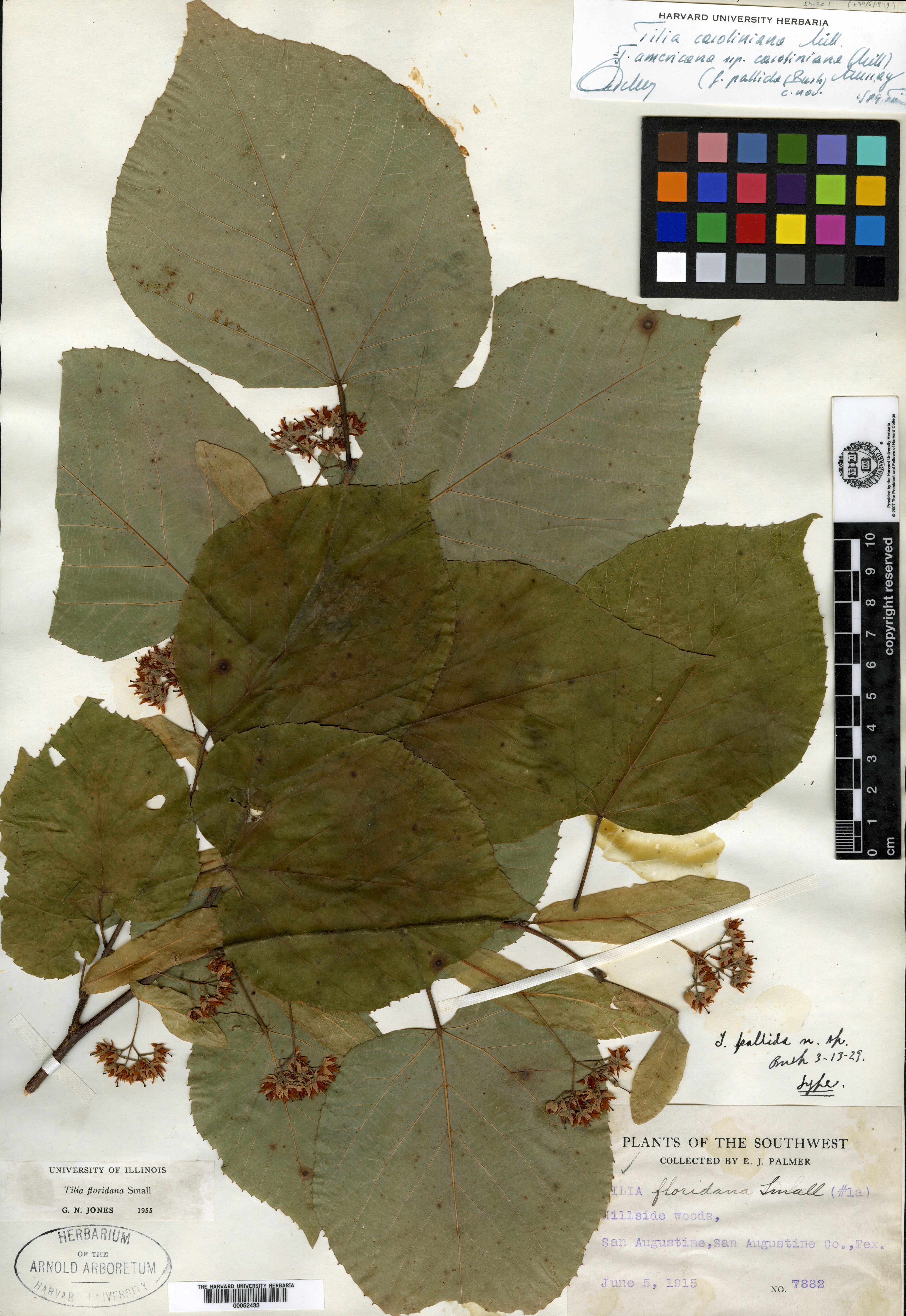 Tilia platyphyllos subsp. platyphyllos image