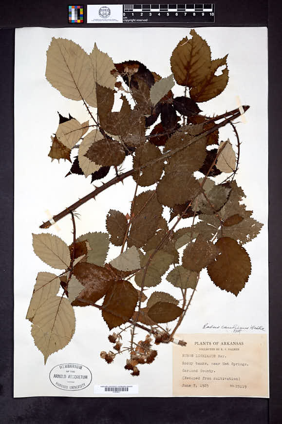 Rubus silesiacus image