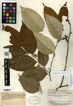 Geissospermum argenteum image