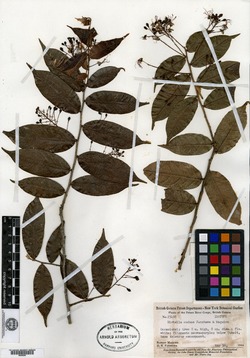 Hirtella paniculata image