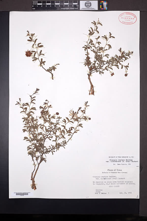 Prosopis reptans var. cinerascens image
