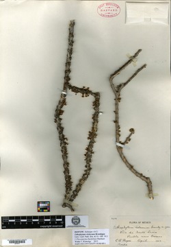 Plocosperma buxifolium image