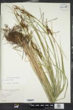 Carex haydenii image