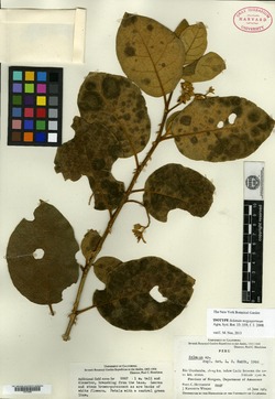 Solanum megaspermum image