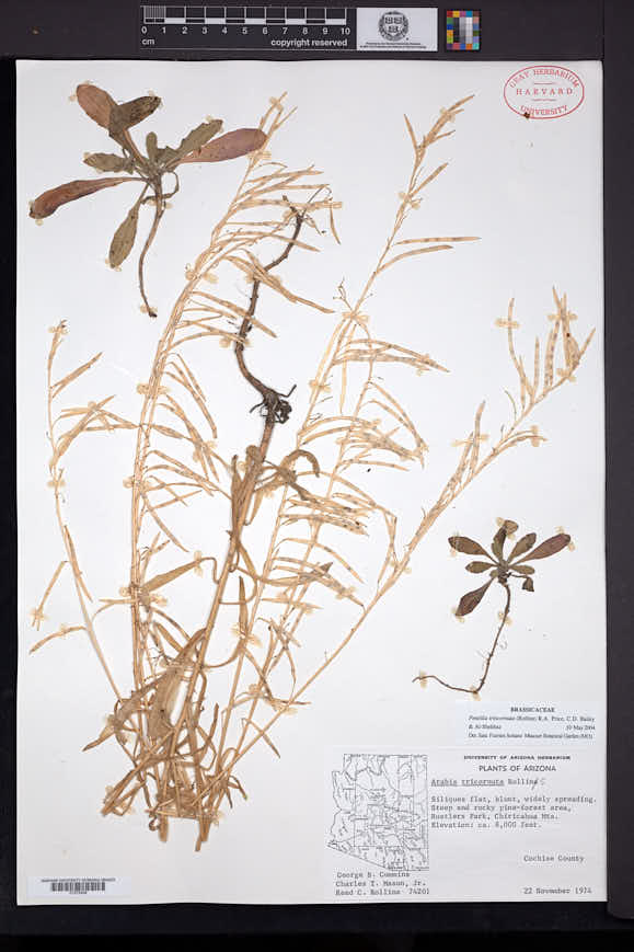Pennellia tricornuta image