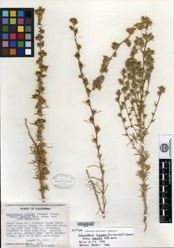 Calycadenia hispida subsp. reducta image