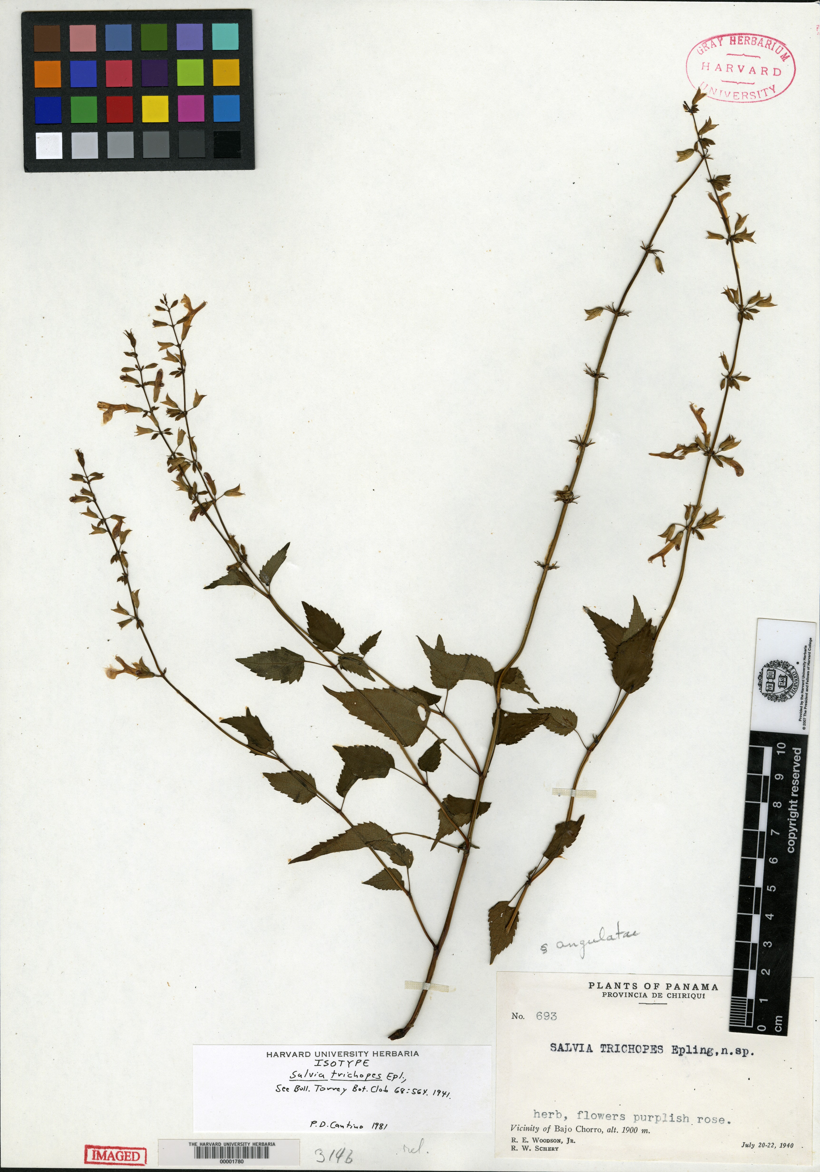Salvia trichopes image