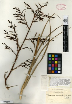 Pitcairnia microcalyx var. elliptica image
