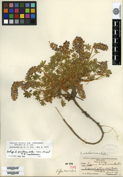 Lupinus pinetorum image