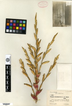 Vriesea altodaserrae image