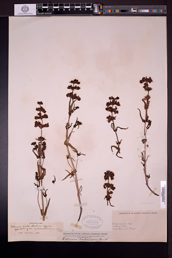 Collinsia heterophylla image