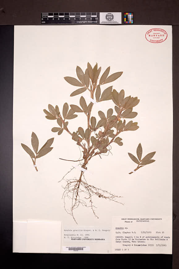 Arachis gracilis image