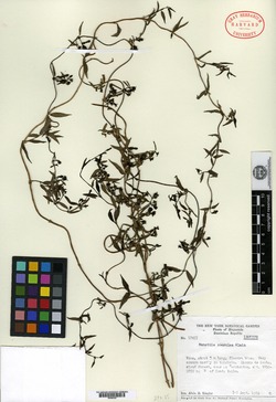 Manettia coerulea image