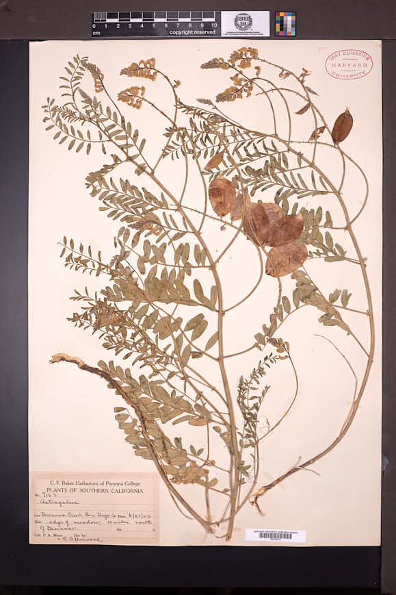 Astragalus pomonensis image