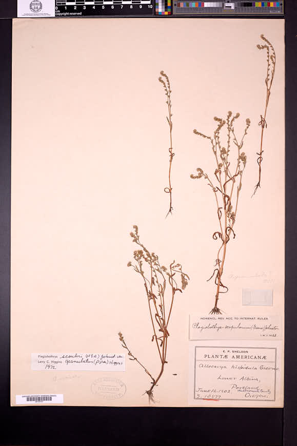 Plagiobothrys granulatus image