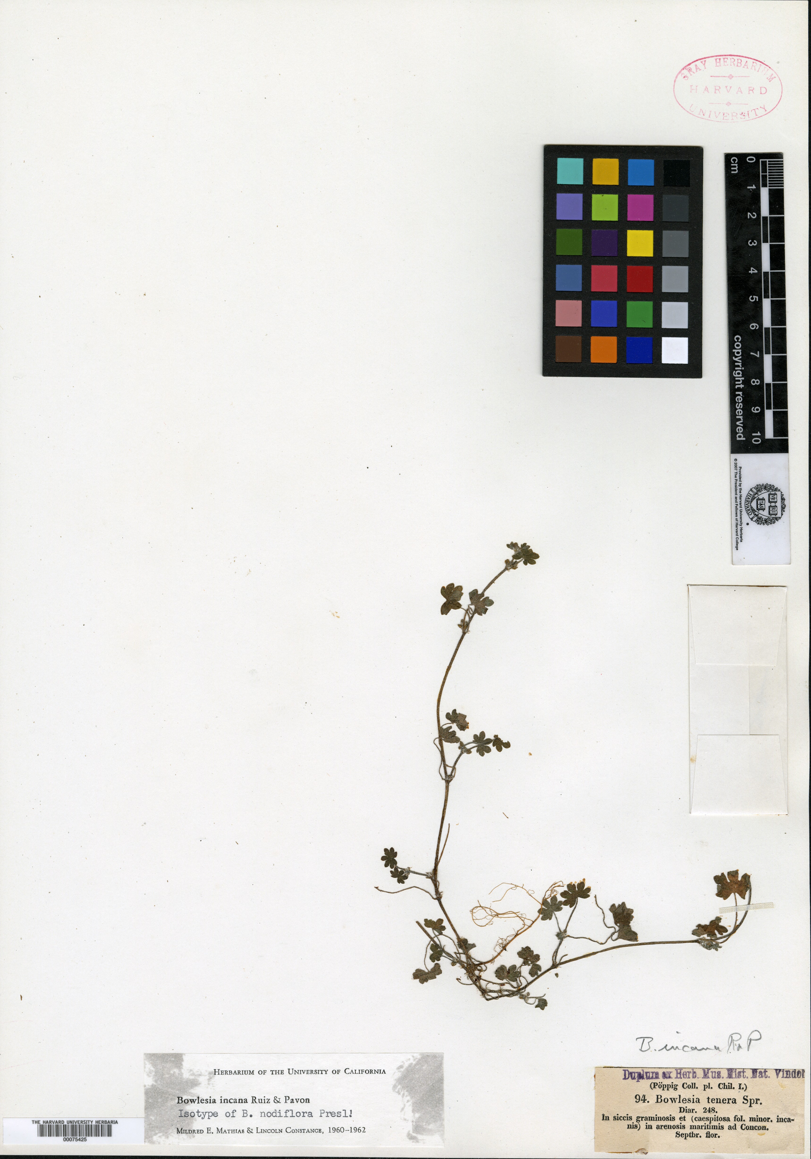 Bowlesia nodiflora image