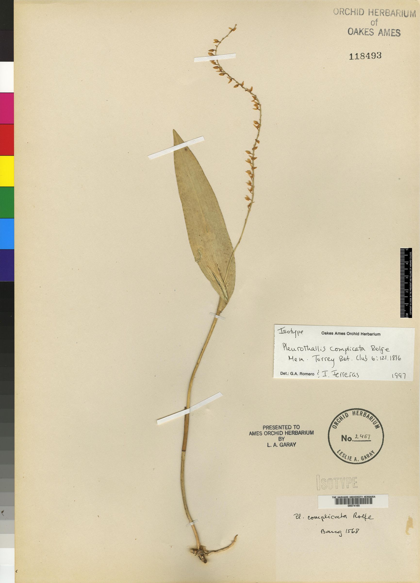 Pleurothallis cyathiflora image