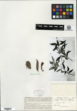 Cordia tinifolia image