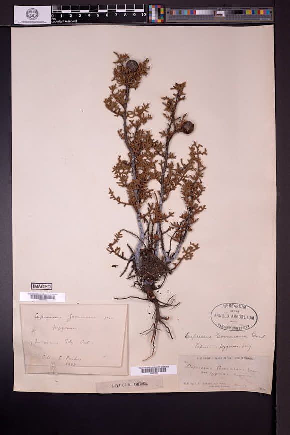 Cupressus goveniana var. pygmaea image